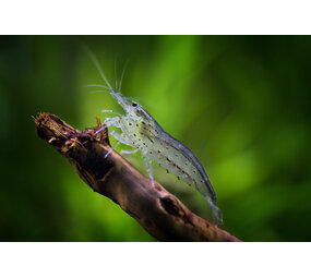 Caridina Multidentata Amano
