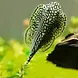 Sewelia Lineolata Sewelia Lineolata