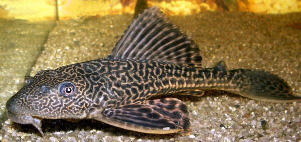 Hypostomus Plecostomus Hypostomus Plecostomus