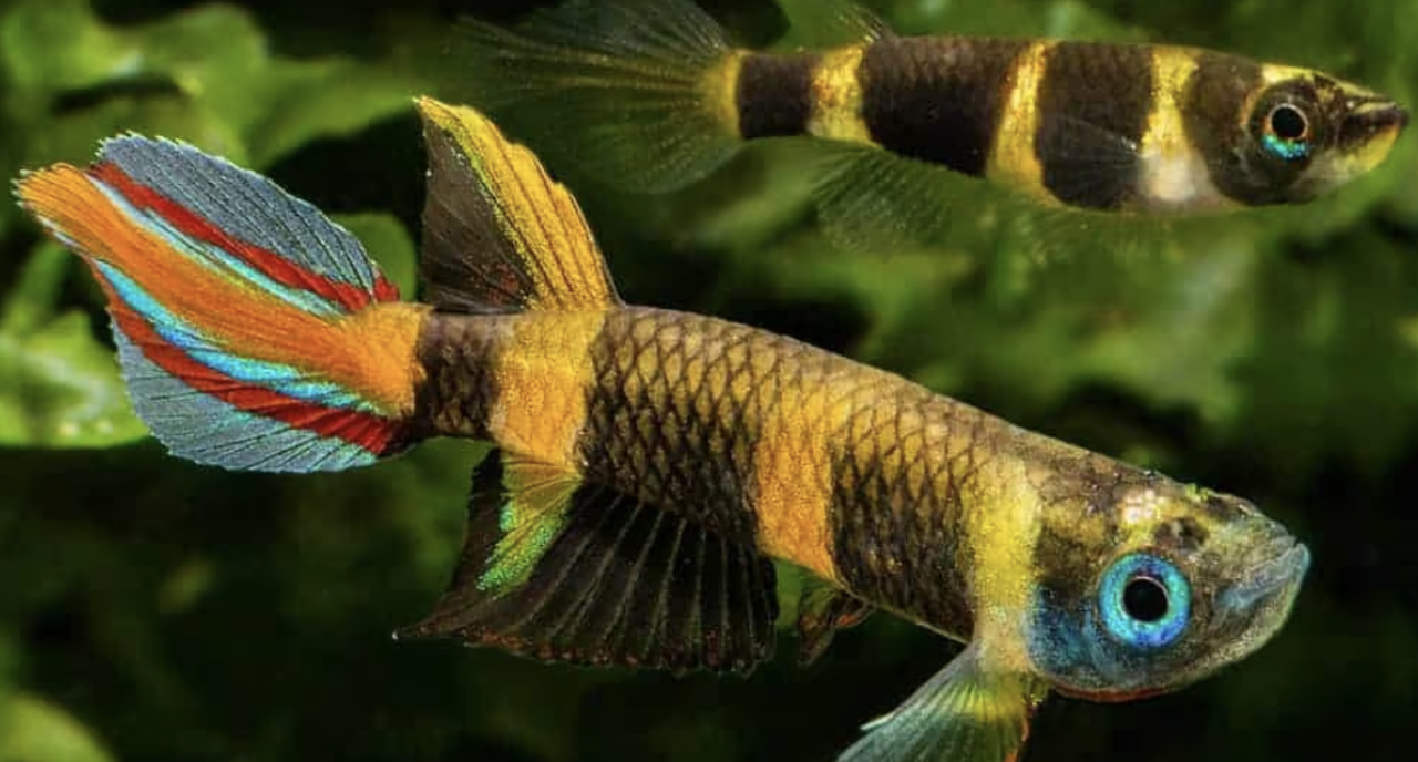 Epiplatys Annulatus Epiplatys Annulatus