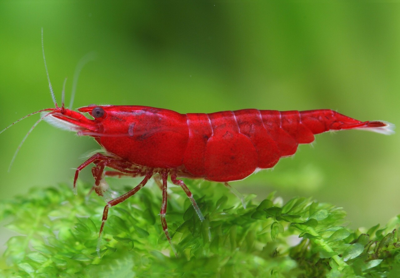 Neocaridina Red Fire Neocaridina Red Fire