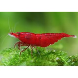 Neocaridina Red Fire