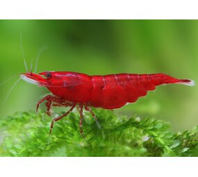 Neocaridina Red Fire Neocaridina Red Fire