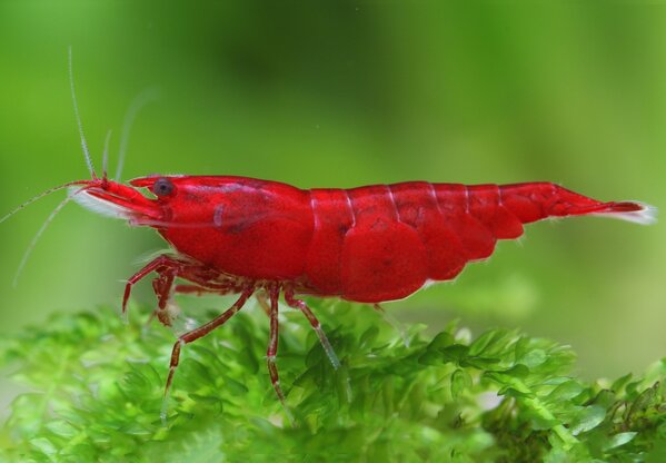Neocaridina Red Fire Neocaridina Red Fire