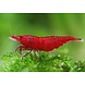 Neocaridina Bloody Mary Neocaridina Bloody Mary