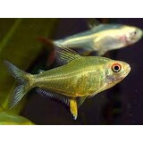Hyphessobrycon Pulchripinnis Hyphessobrycon Pulchripinnis
