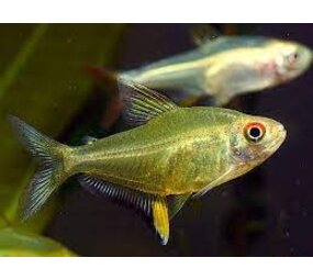 Hyphessobrycon Pulchripinnis Hyphessobrycon Pulchripinnis