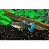 Poecilia Reticulata vrouw mix