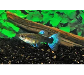 Poecilia Reticulata vrouw mix Poecilia Reticulata vrouw mix