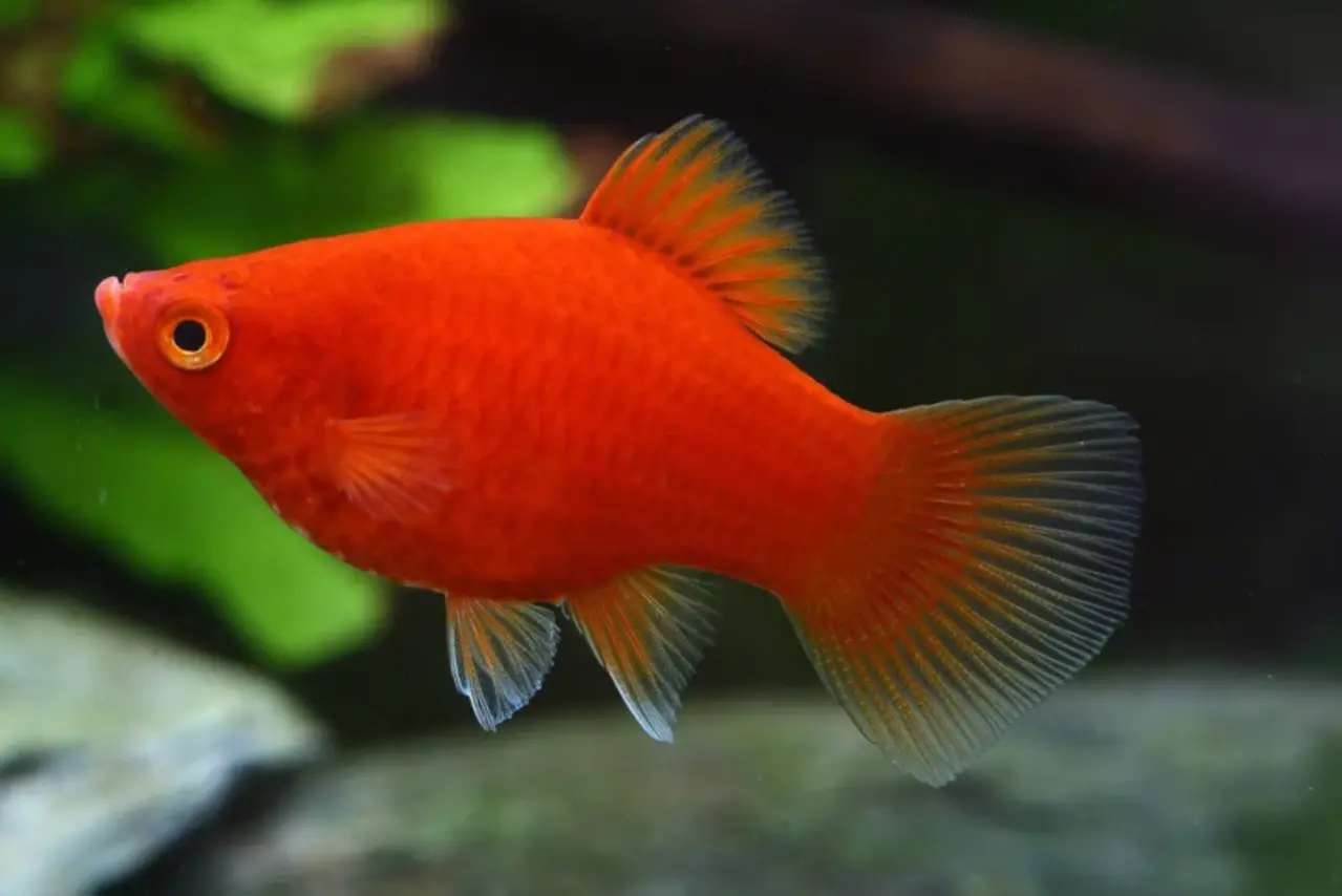 Platy Koraal