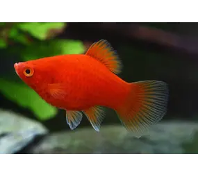 Platy Koraal