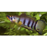 Epiplatys Dageti Epiplatys Dageti
