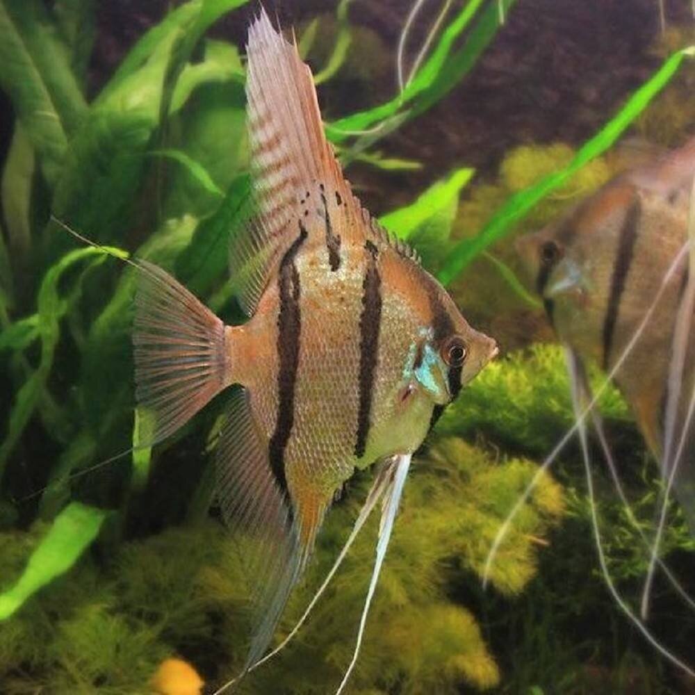 Pterophyllum Scalare Altum