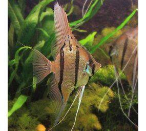 Pterophyllum Scalare Altum