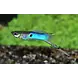 Poecilia SP Hybrid Lazuli Blue Poecilia SP Hybrid Lazuli Blue