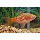 Puntius Conchonius Sluier