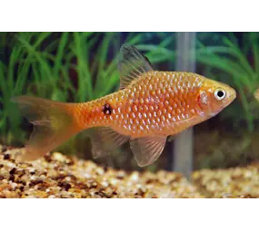 Puntius Conchonius Sluier