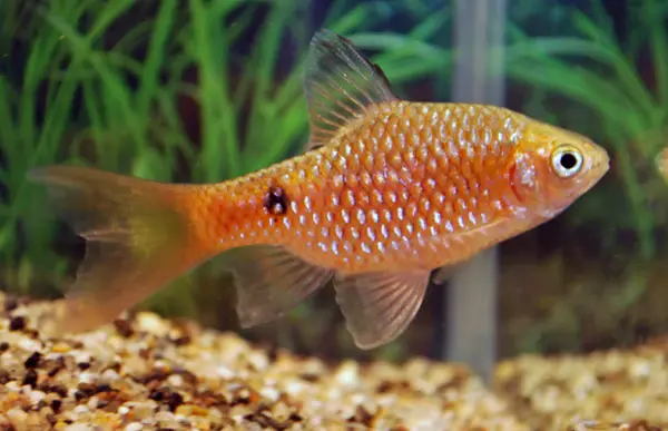 Puntius Conchonius Sluier Puntius Conchonius Sluier
