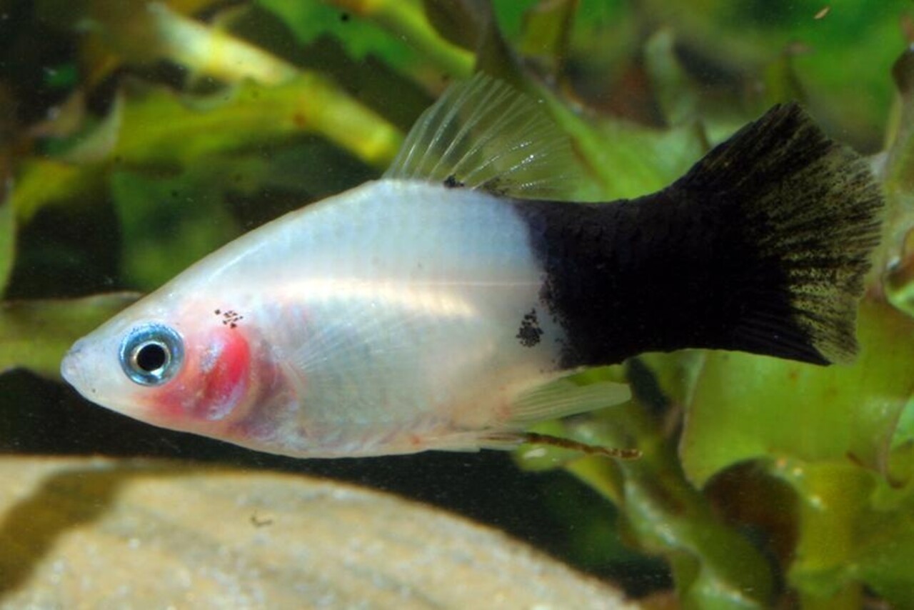 Xiphophorus Maculatus Panda Xiphophorus Maculatus Panda