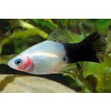 Xiphophorus Maculatus Panda