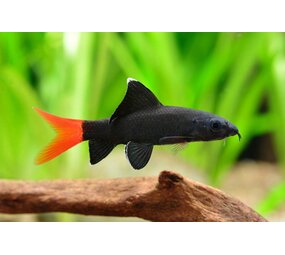 Labeo Bicolor Labeo Bicolor