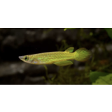 Aplocheilus Lineatus Gold