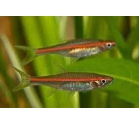 Rasbora Pauciperforata