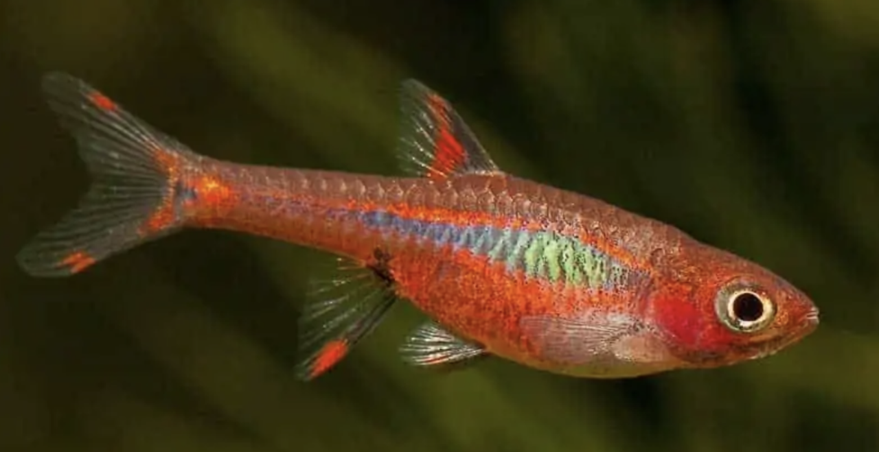 Boraras Brigitae Boraras Brigitae