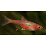 Boraras Brigitae