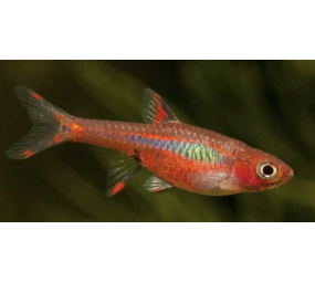 Boraras Brigitae