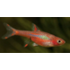 Boraras Brigitae Boraras Brigitae