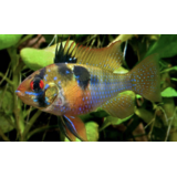 Microgeophagus Ramirezi  MC