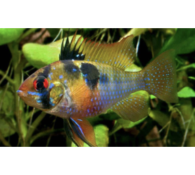 Microgeophagus Ramirezi  MC Microgeophagus Ramirezi  MC