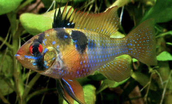 Microgeophagus Ramirezi  MC Microgeophagus Ramirezi  MC