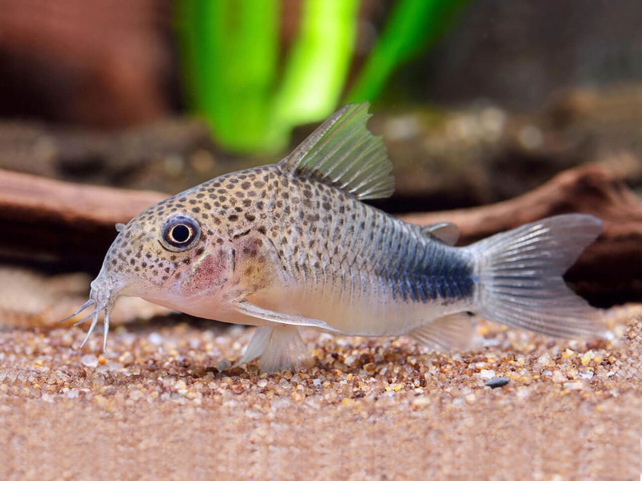 Corydoras Similis Corydoras Similis