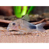Corydoras Similis