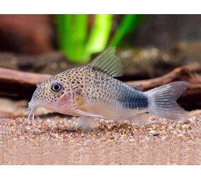Corydoras Similis Corydoras Similis
