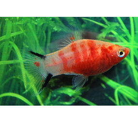 Xiphophorus Maculatus Bleeding Heart