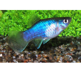 Xiphophorus Maculatus Blue