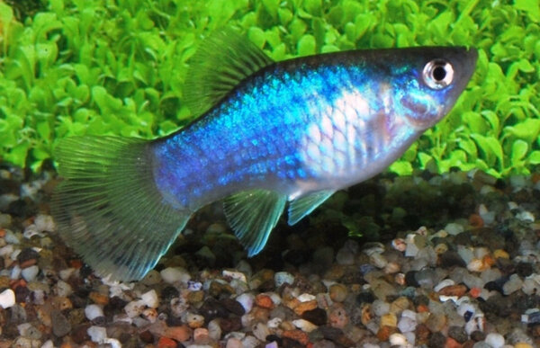 Xiphophorus Maculatus Blue