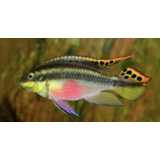 Pelvicachromis Pulcher