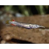 Dermogenus Pusillus Dermogenus Pusillus