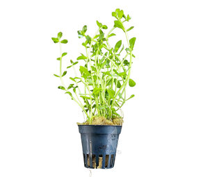 Moerings Bacopa Crenata Pot Moerings Bacopa Crenata Pot
