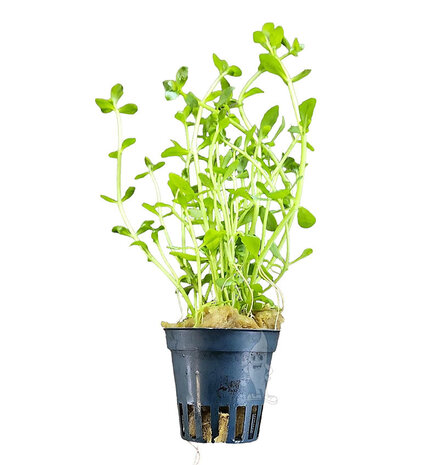 Moerings Bacopa Crenata Pot