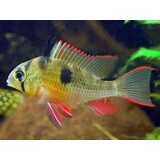 29303 MICROGEOPHAGUS ALTISPINOSA 29303 MICROGEOPHAGUS ALTISPINOSA