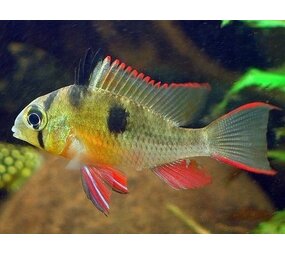 29303 MICROGEOPHAGUS ALTISPINOSA