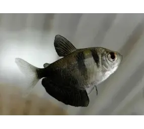 Gymnocorymbus  Ternetzi