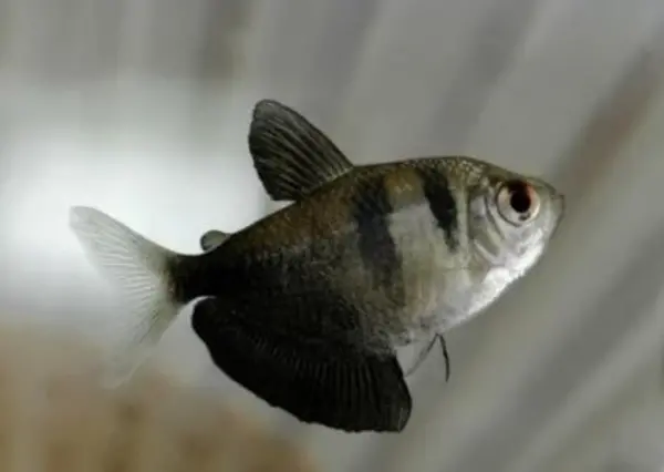 Gymnocorymbus  Ternetzi