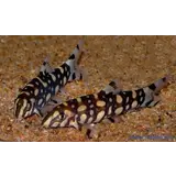 Botia Kubotia Botia Kubotia