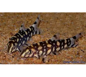 Botia Kubotia Botia Kubotia